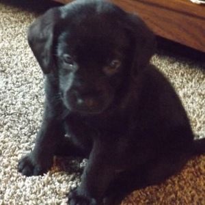 Meet your Posher, Sherrie